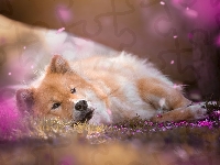 Pies, Szpic eurasier