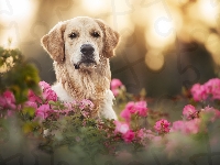 Mordka, Pies, Golden retriever, Kwiaty