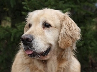 Golden, Pies, Retriever