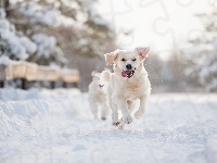 Zima, Pies, Golden retriever, Śnieg