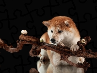 Czarne, Shiba inu, Pies, Kwiaty, Tło, Gałąź