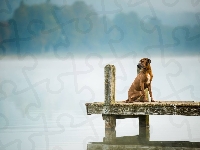 Pomost, Rhodesian ridgeback, Pies, Mgła, Jezioro