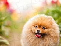Język, Pies, Pomeranian