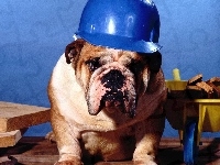 Kask, Pies, Budowniczy
