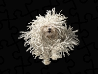 Komondor, Pies, Dredy