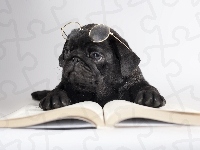 Książka, Pies, Okulary
