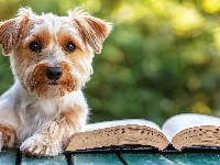 Książka, Yorkshire terrier, Pies
