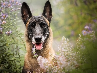Owczarek belgijski Malinois, Pies, Mordka, Kwiaty
