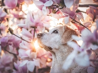 Kwiaty, Pies, Labrador retriever, Magnolie