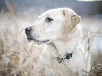 Labrador, Pies, Retriever