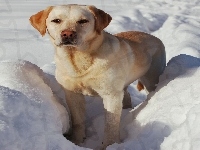 Pies, Labrador