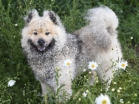 Kwiaty, Pies, Łąka, Szpic eurasier