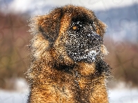 Pies, Leonberger