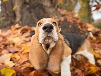 Liście, Basset hound, Pies