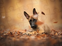 Owczarek belgijski Malinois, Pies, Szczeniak, Liście