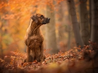 Liście, Rhodesian ridgeback, Pies
