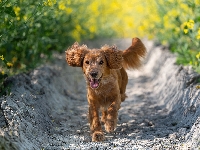 Working cocker spaniel, Pies, Brązowy, Łubin