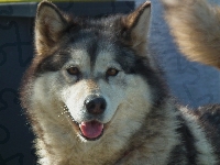 Pies, Alaskan Malamute