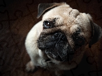 Pies, Mops