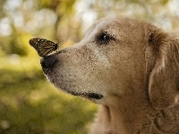 Pies, Motyl