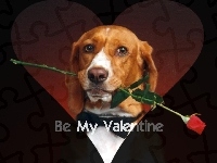 Pies, Czerwona, Róża, Be My Valentine