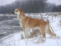 Śnieg, Pies, Jezioro