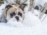 Śnieg, Pies, Zima