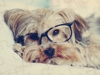 Pies, Okulary