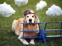 Chmurki, Samolot, Pies, Pilot, Golden Retriever