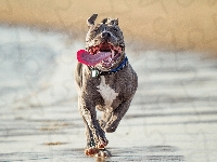 Język, Pies, Pit Bull, Plaża