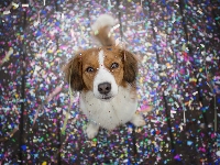Kooikerhondje, Pies, Płochacz holenderski, Konfetti