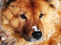 Przyprószony, Pies, Śniegiem