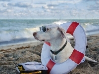 Ratownik, Pies, Plaża