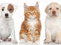 Pies, Kot, Jack Russell Terrier, Labrador Retriever, Maine Coon