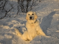 Retriever, Pies, Śnieg