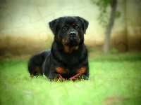 Pies, Rottweiler