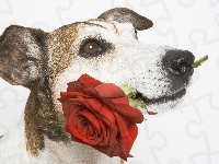 Róża, Pies, Mordka