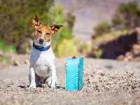 Walizka, Jack Russell, Pies, Terrier, Droga, Podróżnik