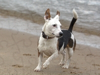 Russell Terrier, Jack, Pies