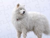 Pies, Samojed