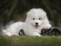 Szczeniak, Pies, Samojed, Aparat fotograficzny