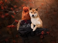Dziewczynka, Pies, Shiba inu, Czapka
