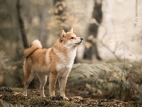 Rośliny, Pies, Shiba inu, Drzewa
