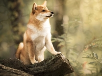 Pień, Pies, Shiba inu, Rośliny