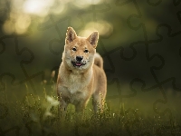 Łąka, Pies, Shiba inu, Trawa