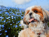Niebieskie, Pies, Shih Tzu, Kwiaty