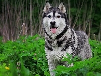 Pies, Las, Siberian Husky