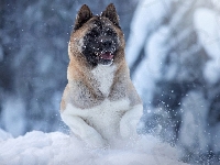 Zima, Akita amerykańska, Pies, Zbliżenie, Śnieg