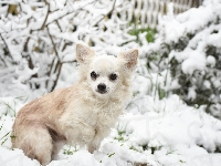 Śnieg, Chihuahua długowłosa, Pies