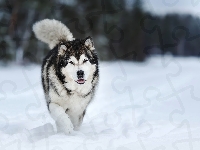 Śnieg, Alaskan malamute, Pies